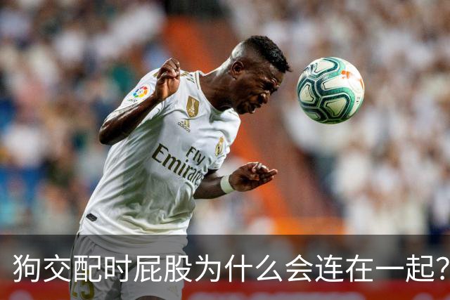 狗交配时屁股为什么会连在一起？是母狗不让，还是公狗不想？